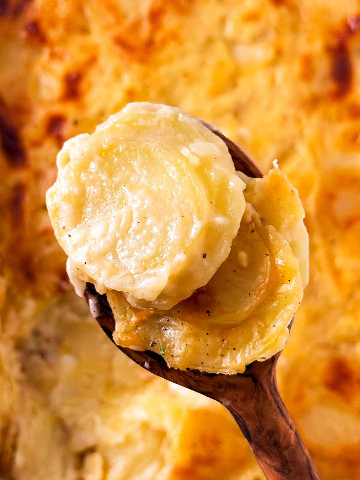 overhead closeup view of scalloped potatoes on a wooden spoon